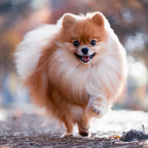 pomerania perrito